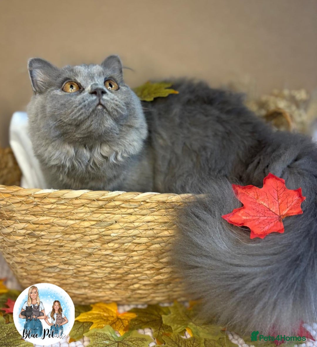 British Longhair cats for sale: British longhair girl reduced to help find home - Image 7