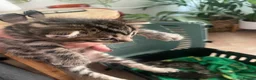 Bengal cats for sale: Half bengal kittens  in Bristol - Advert 6
