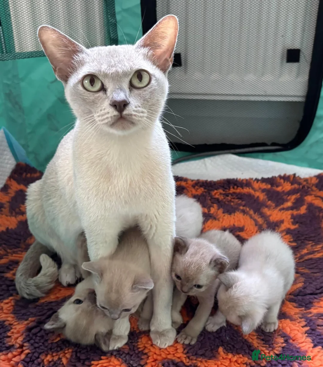 Burmese cats for sale: Loving confident Burmese kittens - Advert 1