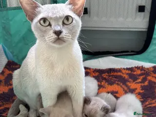 Burmese cats Loving confident Burmese kittens - Advert 2