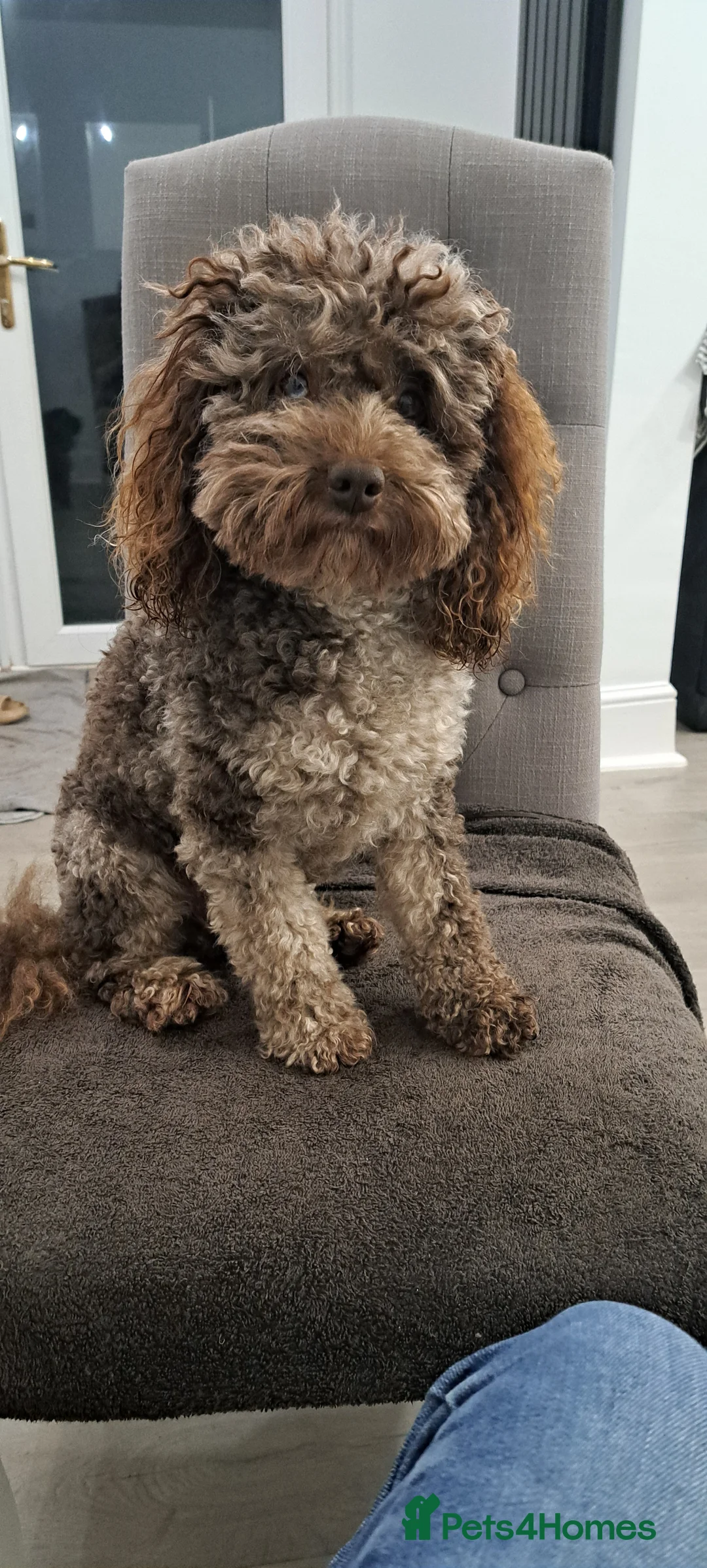 Toy Poodle dogs for stud: Cockapoo stud chocolate merle  - Advert 6