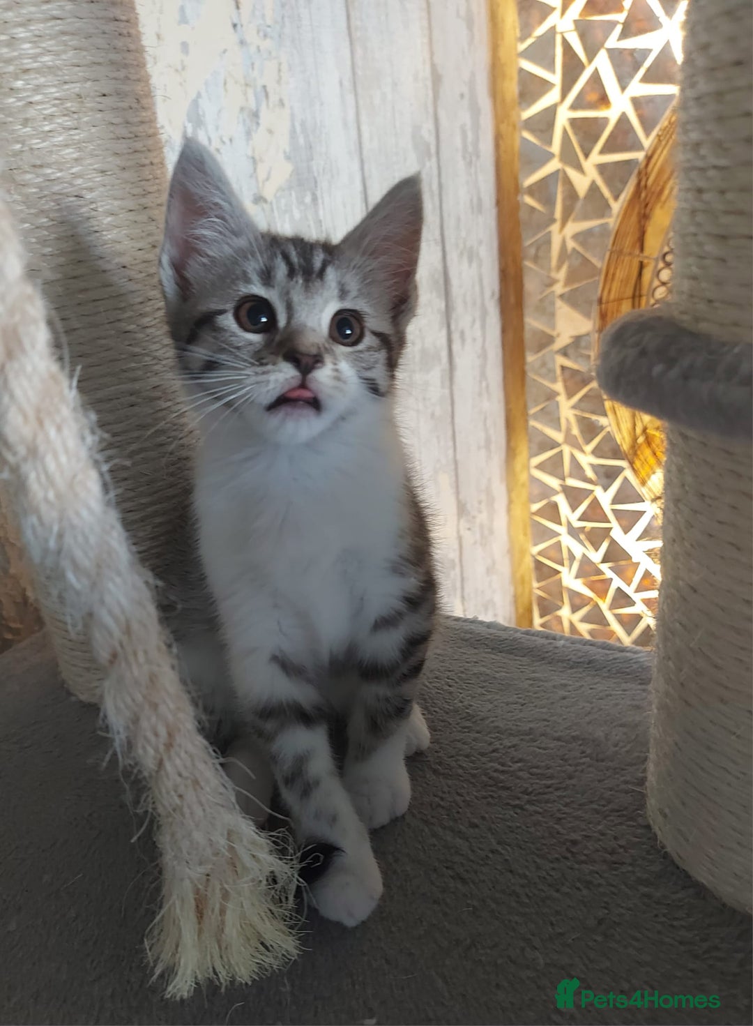 Maine Coon cats for sale: Beautiful X Maine-coon kittens 😸 ♥️ 😍 ❤️ - Image 6