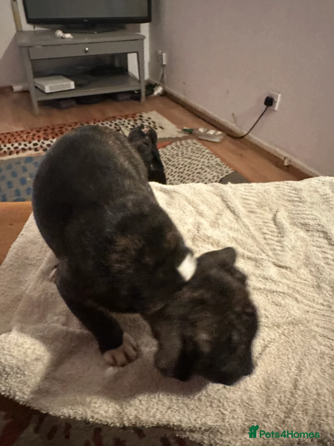 Mixed Breed dogs for sale: Beautiful staffy puppies looking for forever home  - Advert 27