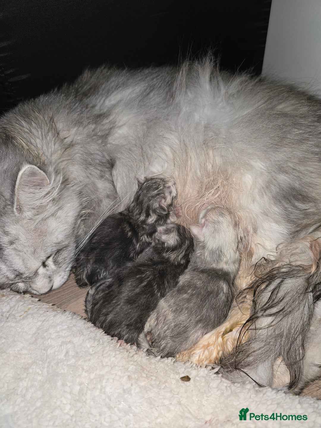 Maine Coon cats for sale: Maine Coon Kittens Smokes Large Russian Lines - Image 23