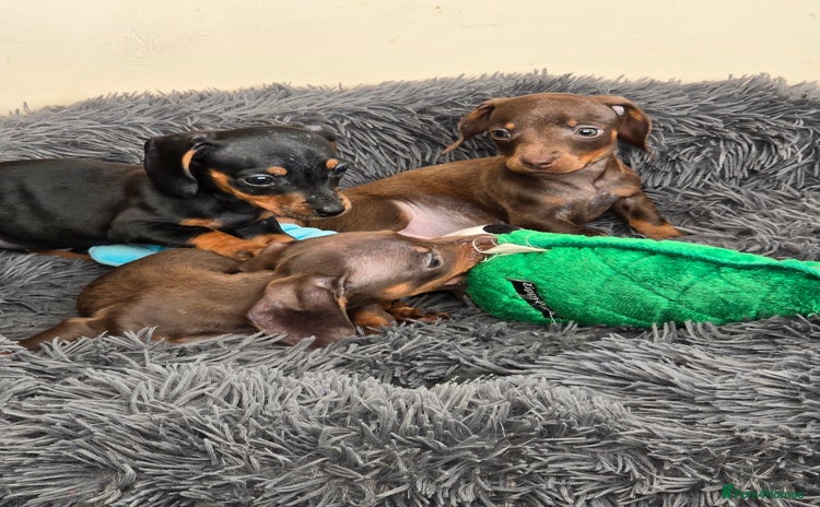 Miniature Dachshund dogs - Advert 3