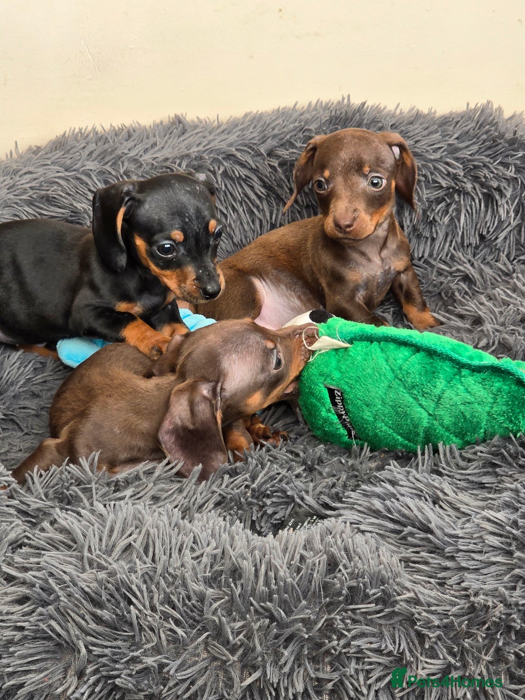 Miniature Dachshund dogs for sale: Miniature dachshunds puppys  - Image 1