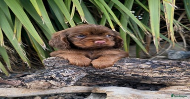 Cocker Spaniel dogs - Advert 13