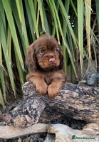 Cocker Spaniel dogs - Advert 6