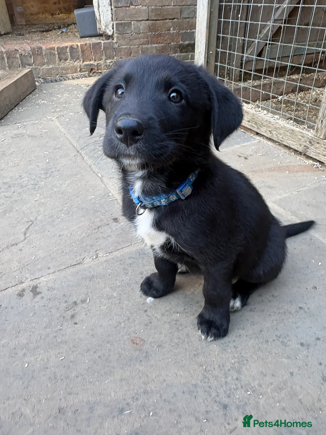 Borador dogs for sale: Beautiful Borodor’s  - Advert 25