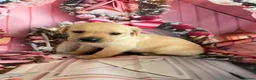 Labrador Retriever dogs for sale: Labrador puppies deposit secures in Castleford - Advert 14