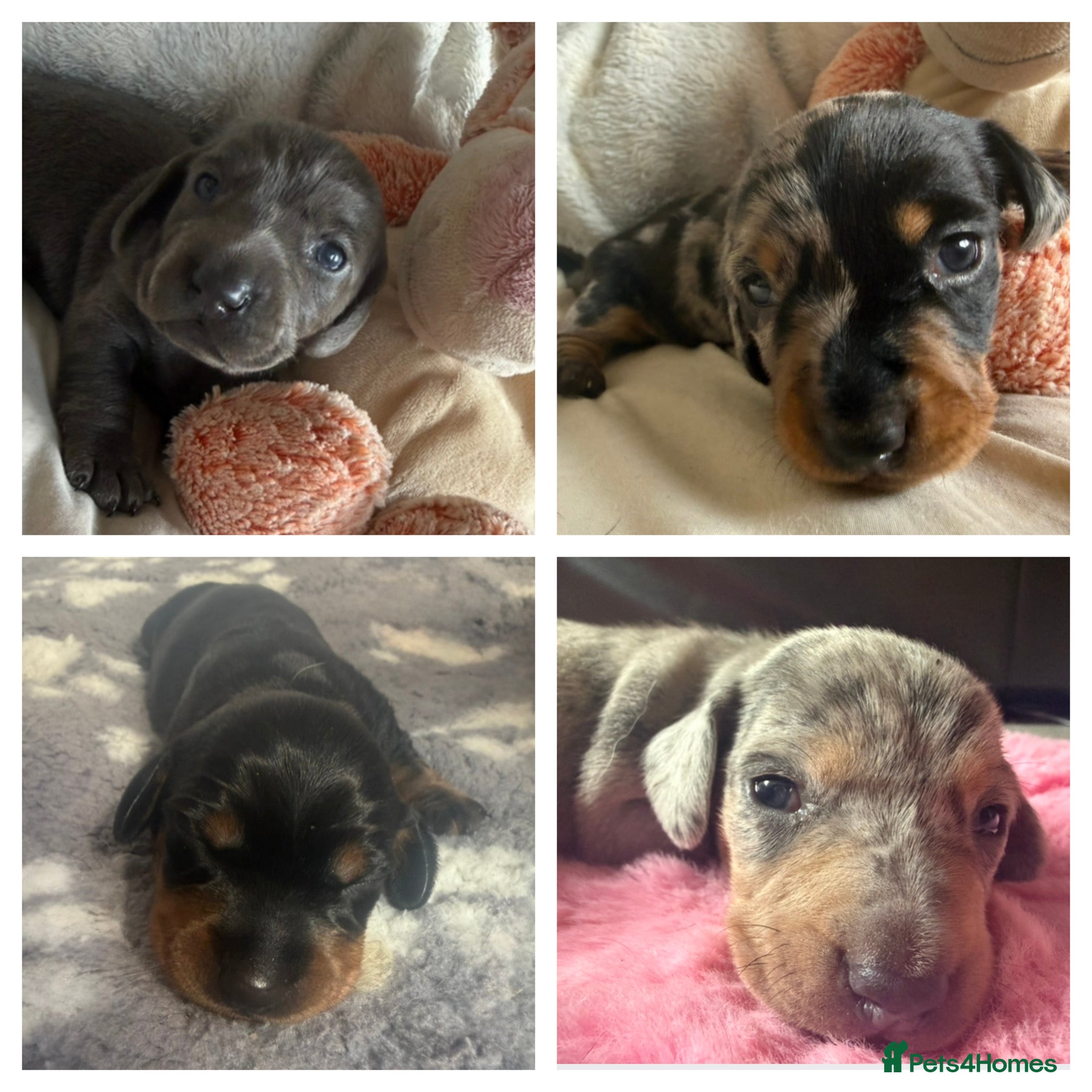 Miniature Dachshund dogs Miniature dachshund pups - Advert 2