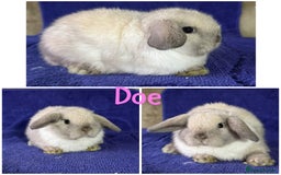 Mini Lop rabbits for sale: Pure breed mini lop  - Image 13
