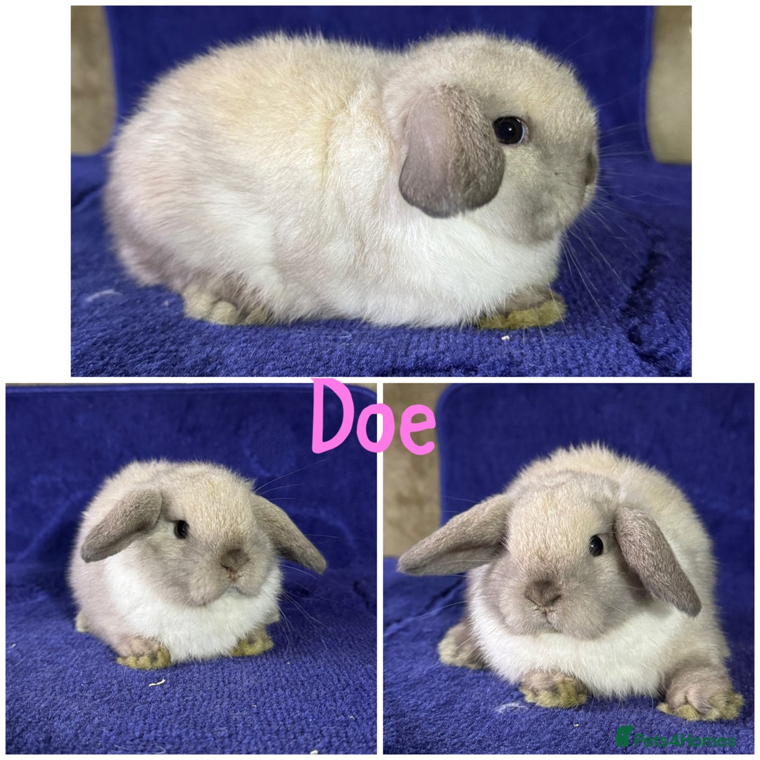 Mini Lop rabbits for sale: Pure breed mini lop  - Image 13