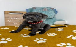 Cane Corso dogs for sale: Cane corso puppies for sale  - Image 32