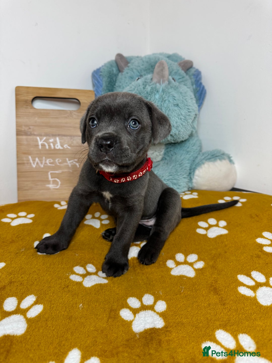 Cane Corso dogs for sale: Cane corso puppies for sale  - Image 32
