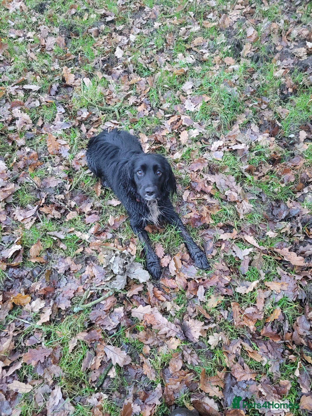 Sprocker dogs for sale: 9 Month Sprocker Bitch For Sale - Advert 1
