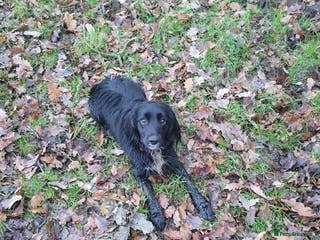 Sprocker dogs 9 Month Sprocker Bitch For Sale - Advert 1