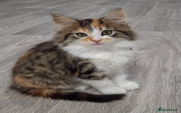 Maine Coon cats for sale: Absolutely Stunning Part Maine Coon Calico Female - Image 3