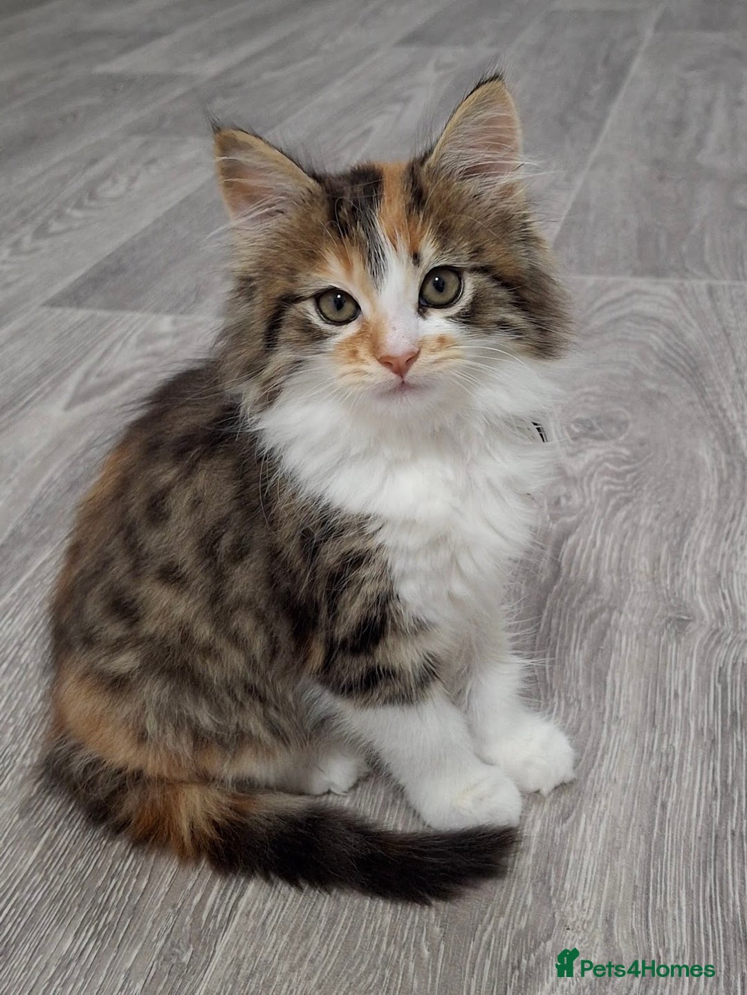 Maine Coon cats for sale: Absolutely Stunning Part Maine Coon Calico Female - Image 3