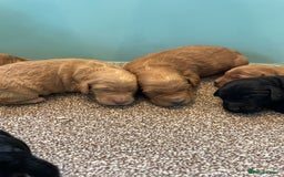 Cockapoo dogs for sale: Outstanding F1 cockapoo - Advert 2