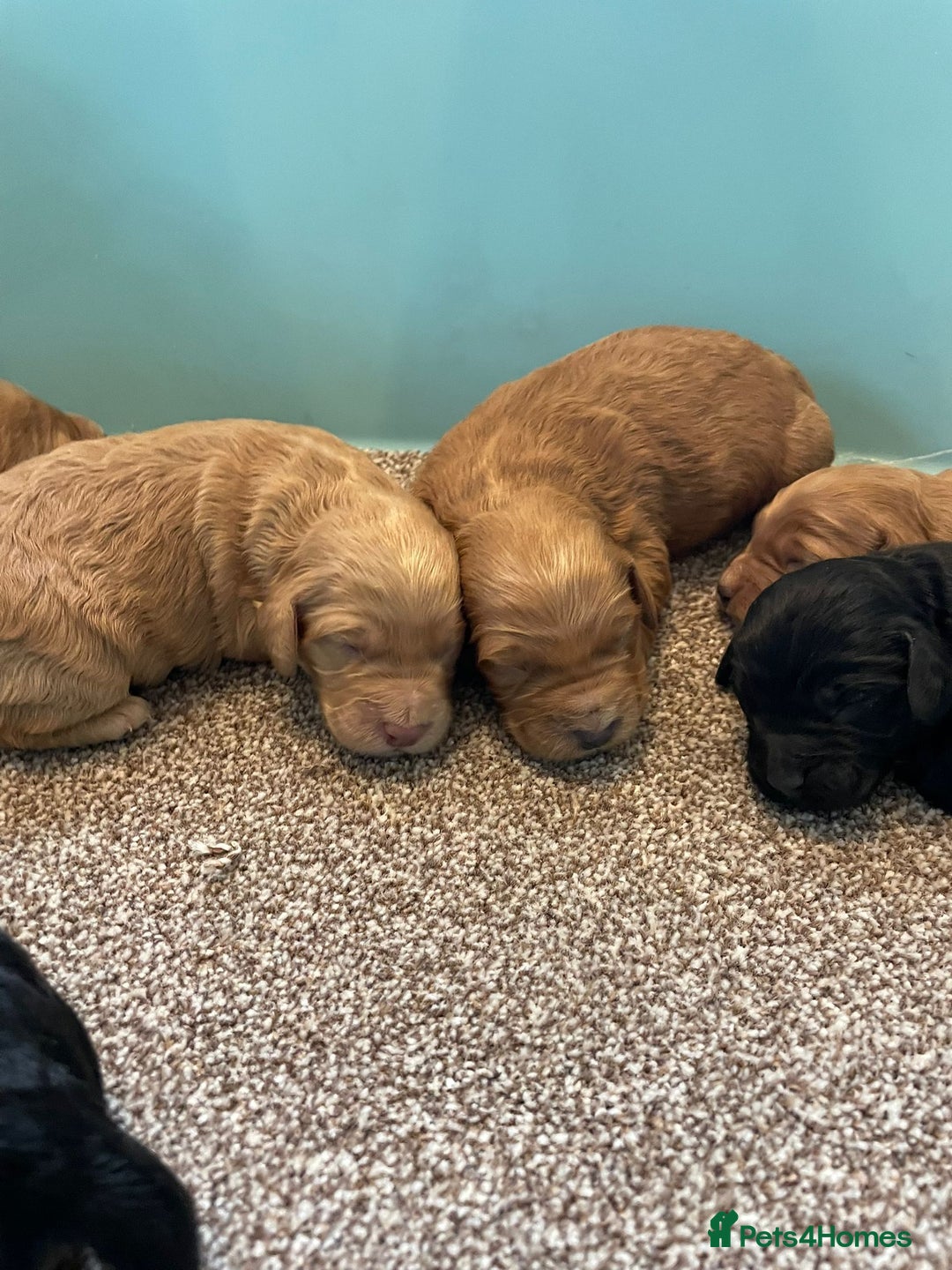 Cockapoo dogs for sale: Outstanding F1 cockapoo - Advert 2