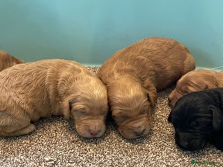 Cockapoo dogs Outstanding p,r,a clear F1 cockapoo - Advert 11