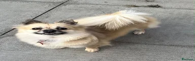 Kiki