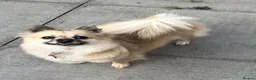Pomchi dogs for sale: Beautiful pomchi female  - Advert 9