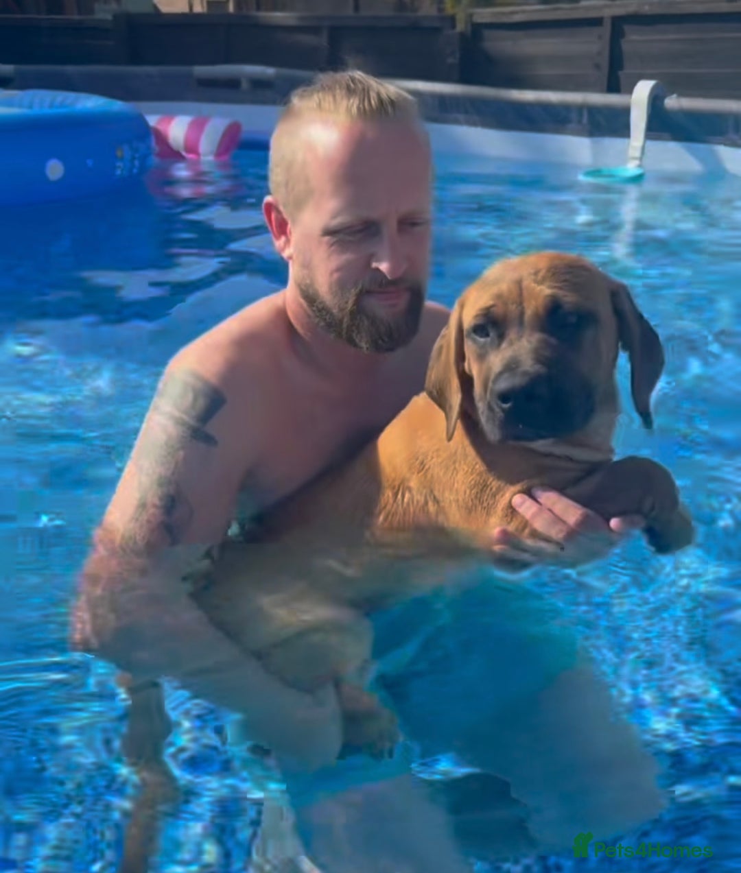Boerboel dogs for sale: Elite Family-raised & trained Boerboel puppy - Image 7