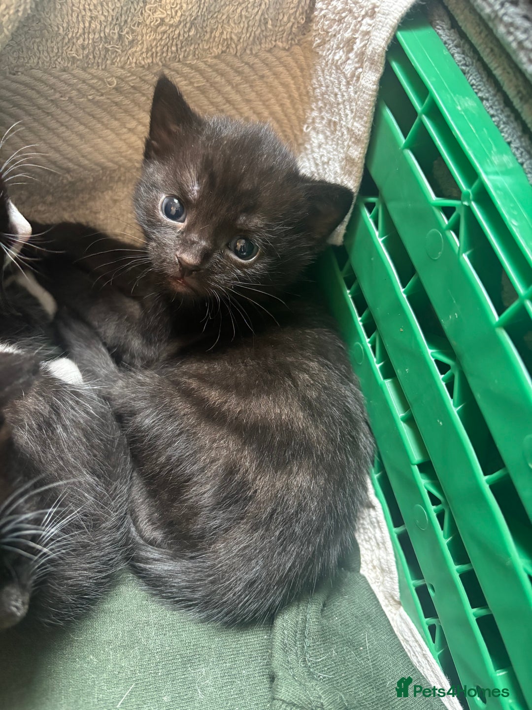Mixed Breed cats for sale: 4 adorable kitten for sale💕 - Image 2