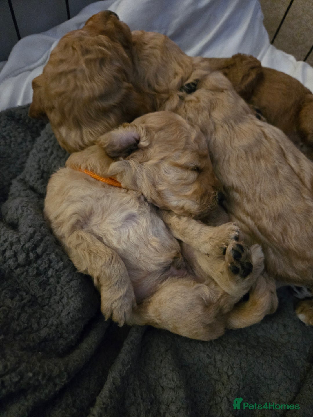 Cockapoo dogs for sale: 6 male Cockapoo puppies. Ready 13th Jan.  - Advert 10