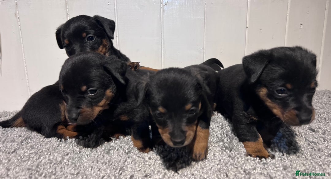 Lancashire Heeler dogs for sale: Lancashire Heelers - Image 3