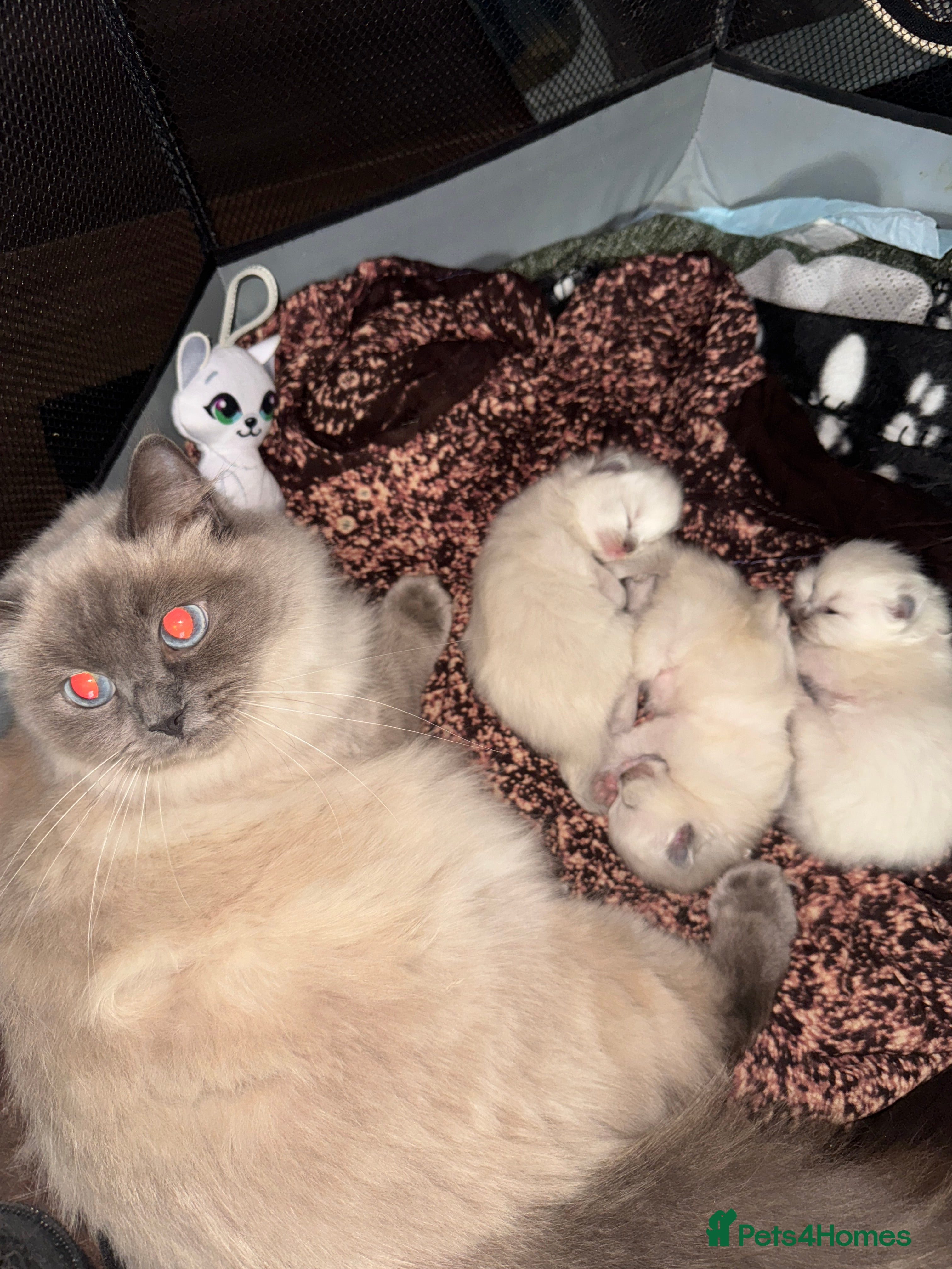 Ragdoll cats Bluepoint ragdoll - Advert 15