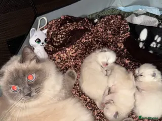 Ragdoll cats Bluepoint ragdoll- all reserved - Advert 4