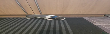 Whippet 4