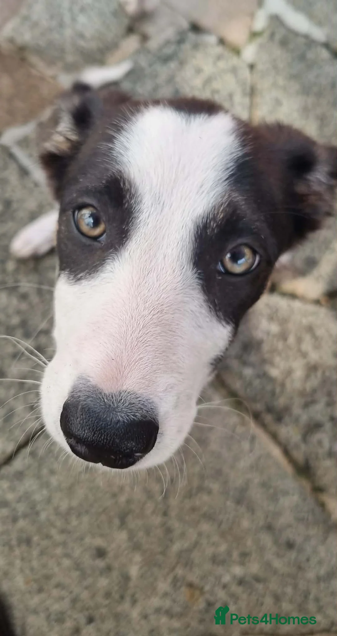 Border Collie dogs for sale: Two beautiful puppies - Advert 11