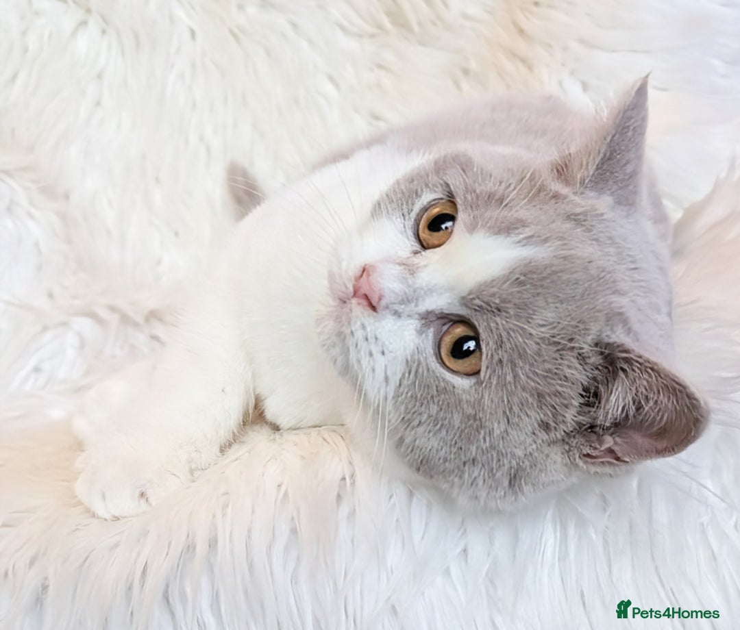 British Shorthair cats for sale: Amazing loving British shorthair kittens  - Advert 22