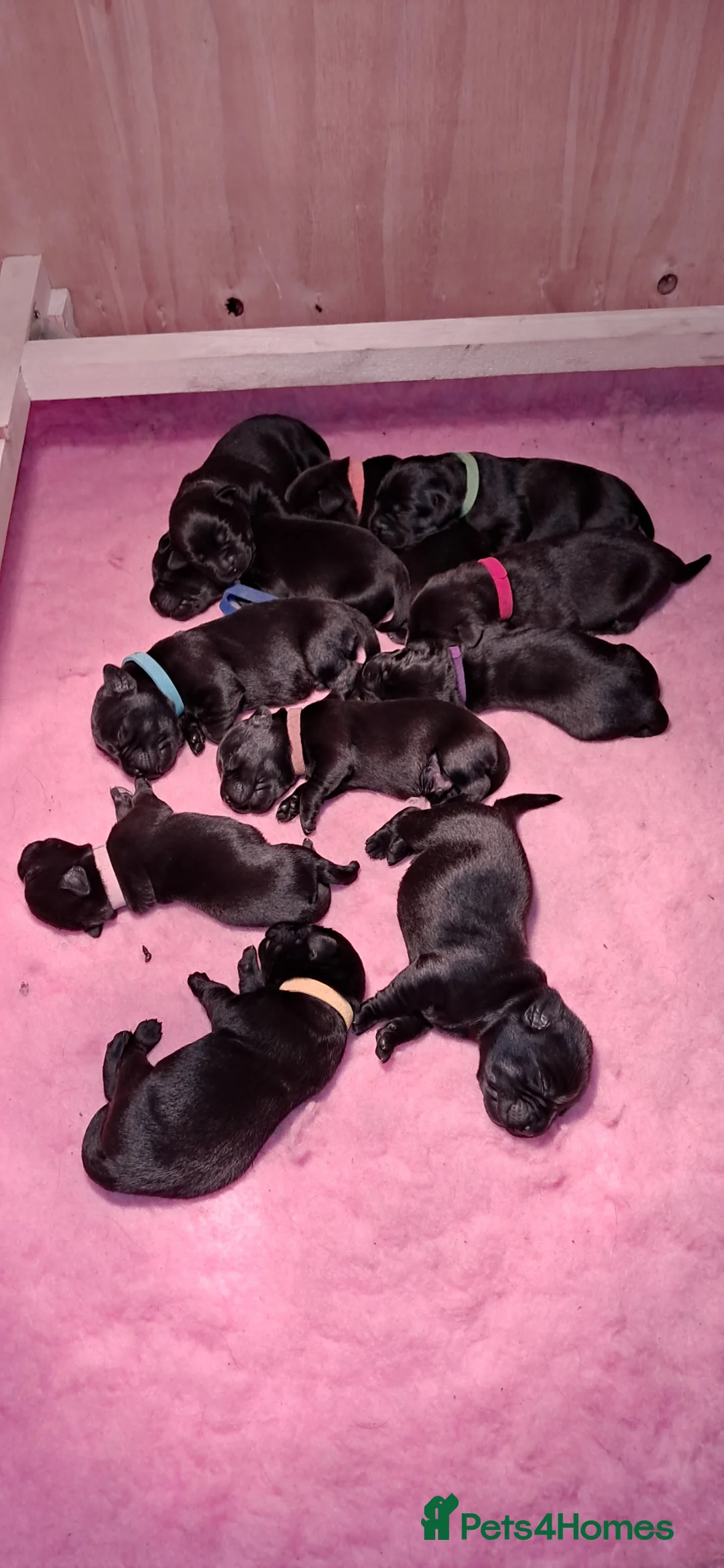 Labrador Retriever dogs for sale: KC Registered Black Labrador Puppies  - Advert 2