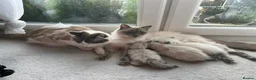 Ragdoll cats for sale: Pure ragdoll GCCF mom’s kittens for sale - Advert 28