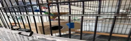 Budgerigars birds for sale: Budgies with Huge Cage and all other accessories in Coventry - Advert 3
