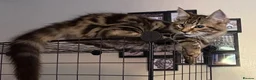 Mixed Breed cats for sale: KITTENS LOOKING FOR HOMES in Malton - Advert 24