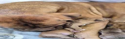 Dogue De Bordeaux dogs for sale: DOGUE DE BORDEAUX PUPPIES in Newark - Advert 15