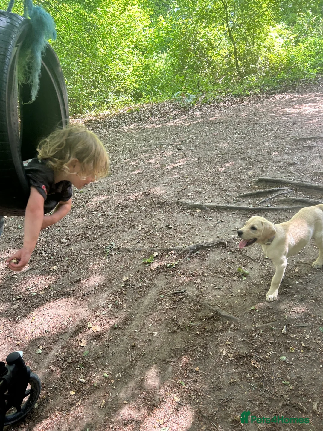 Labrador Retriever dogs for sale: Lovely female lab, sale due to allergies. in Arundel - Advert 4