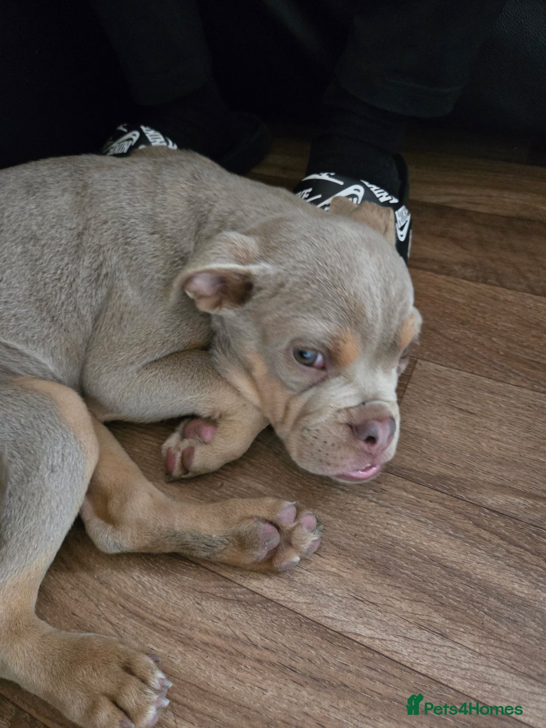 Olde English Bulldogge dogs for sale: Old english bulldoggee mammut/mammoth - Advert 38