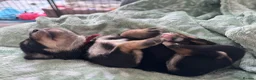 Mixed Breed dogs for sale: King Schnauzer (Cavalier, Cross mini Schauzer)  - Advert 19