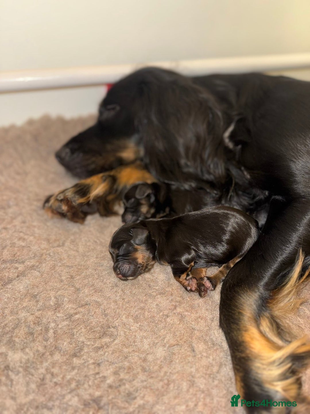 Cocker Spaniel dogs for sale: Health tested KC Registered working cocker Spaniel - Advert 2