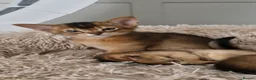 Abyssinian cats for sale: Gorgeous Abyssinian Kittens Ready Now - Advert 11