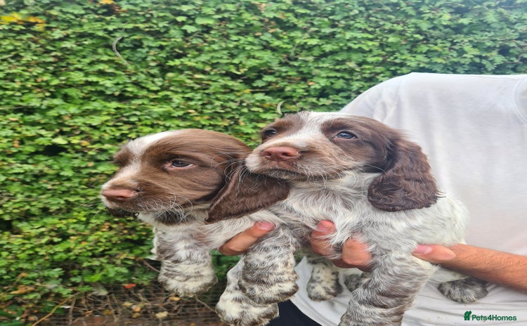 Sprocker dogs - Advert 9