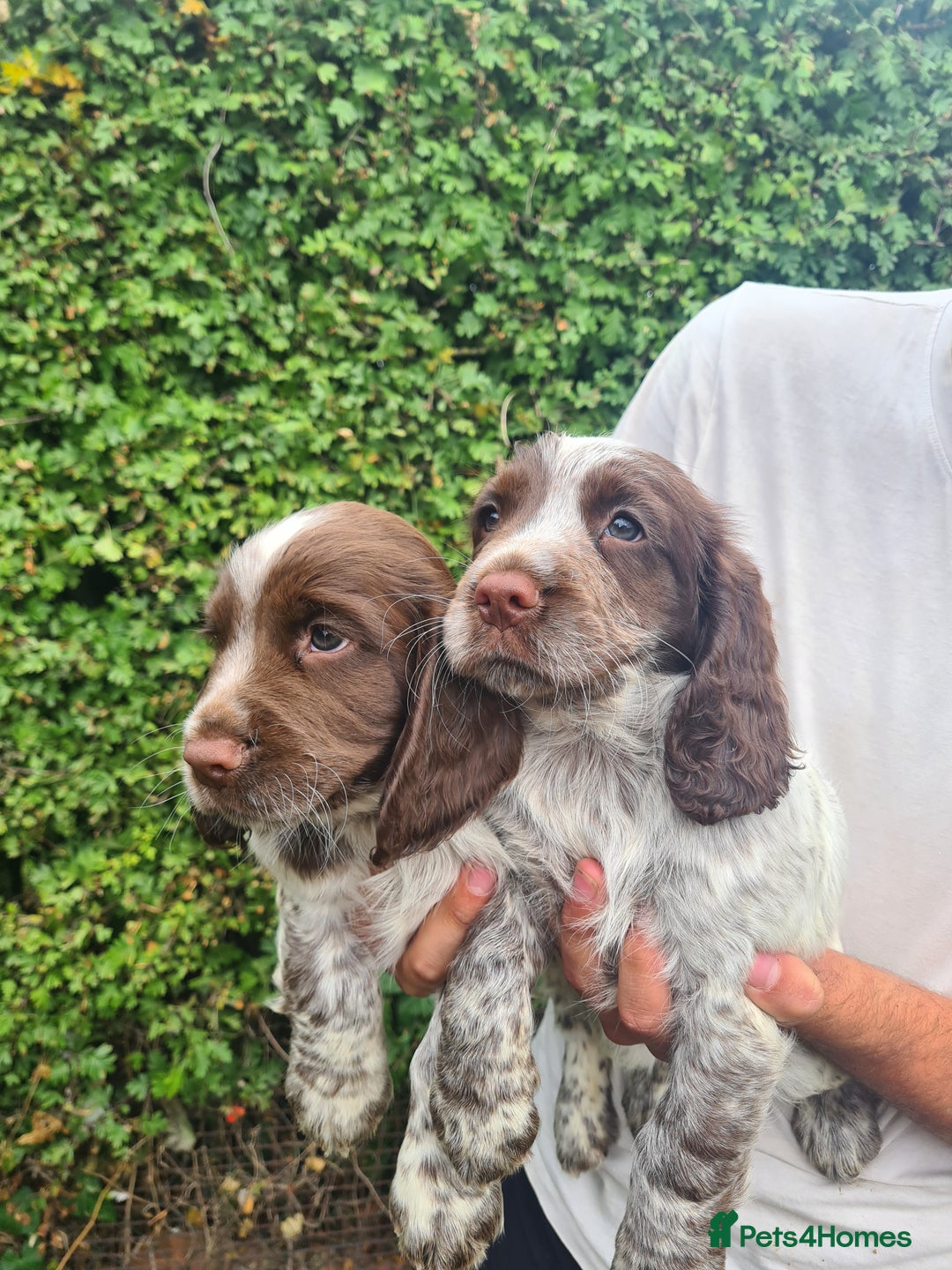 Sprocker dogs for sale: Sprocker puppies  - Image 1