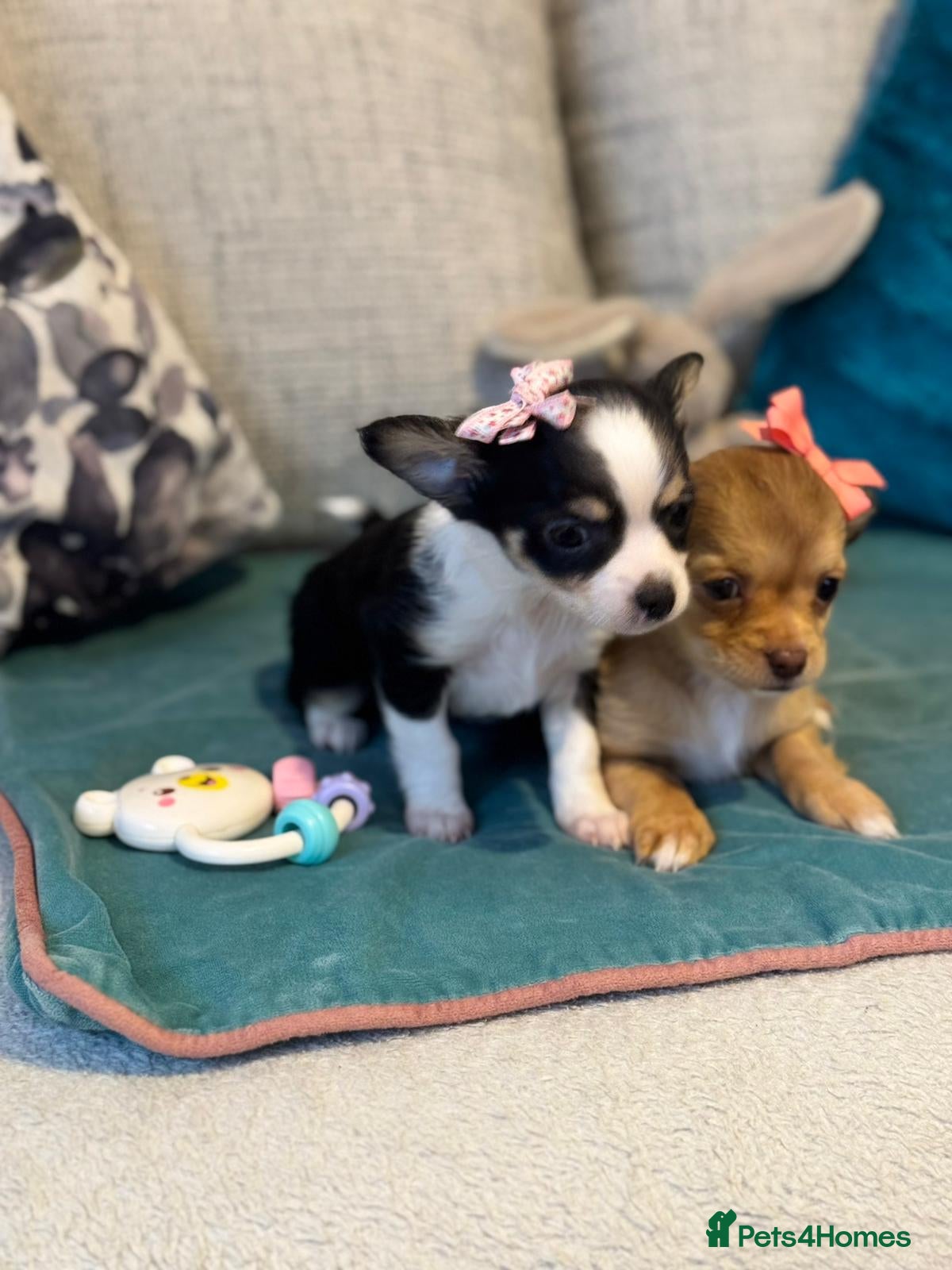 Chihuahua dogs 🐾 **  Long-Haired Chihuahua Puppies–Deer Head🐾 - Advert 8